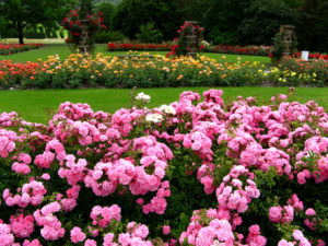 rose jardin