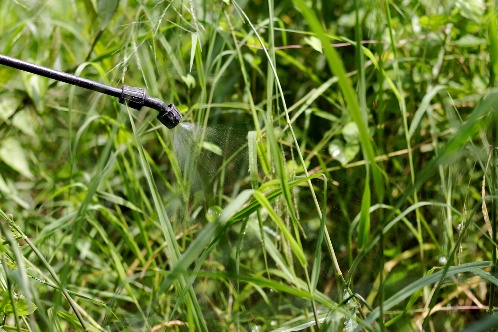 Herbicides de pré-levée