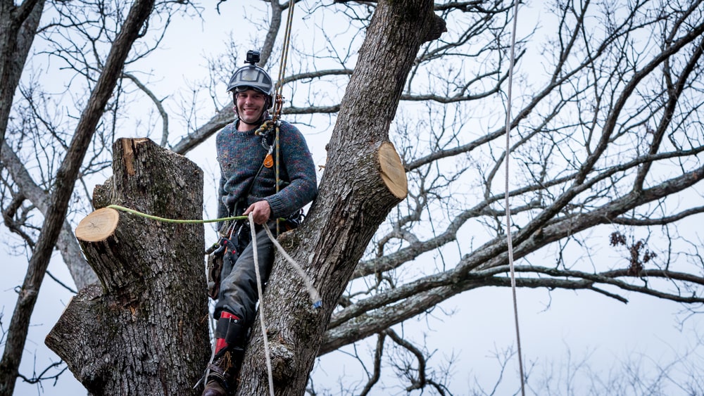 Choisir le meilleur moment pour élaguer l’arbre en hauteur